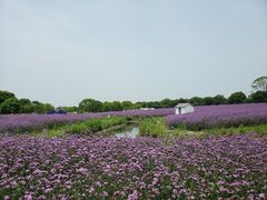 -上海杨姆庄园