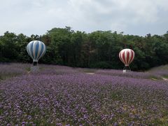 -大塘金香草谷