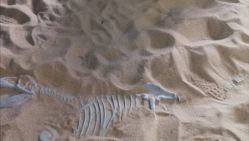 -恐龙探索乐园(磁器口店)