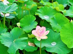 -荷塘月色湿地公园·向阳花洲