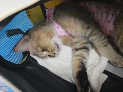 -纳吉亚猫专科动物诊疗中心(蒋宅口分院)