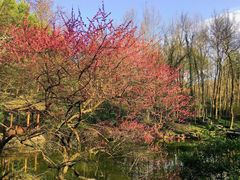 -杭州植物园