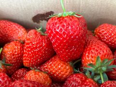 -小鱼草莓采摘园农家乐·小鱼餐厅