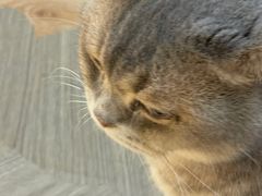 -COLOR PETS 撸猫馆·购猫·猫咖(长风大悦城店)