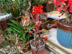 -宝鸡东道花鸟鱼虫市场(吉利花园商场店)
