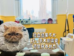 -瑞派·爱瑞可动物医院·口腔专科(广华新城分院)