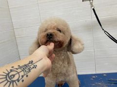 -芭比堂动物医院广州顽皮分院