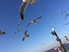 -海驴岛(荣成市)