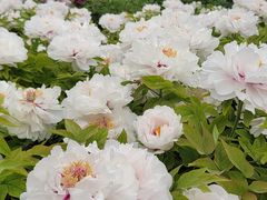 -莲花池公园