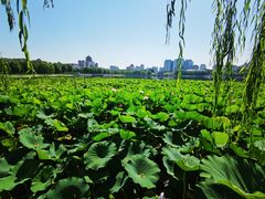 -莲花池公园