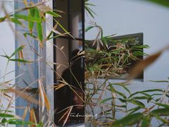 -怪 kafe.