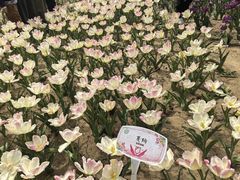 -石家庄市植物园