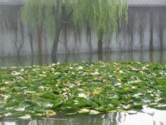 -白洋淀景区