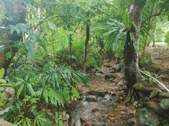 -深圳仙湖植物园