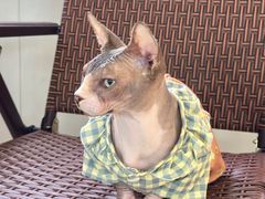 -豆逗聊愈猫阁Easy Life