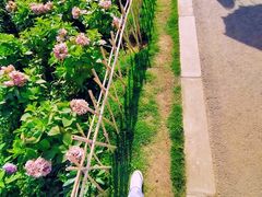 -空港花田景区