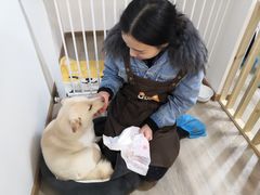 -柴迷FANS CLUB·柴犬狗咖·猫咖