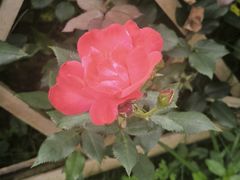 -花溪公园