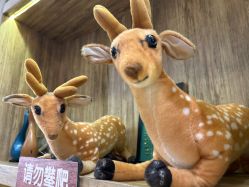 -卡通尼·Safari非洲探索乐园·生日会(金桥国际商业广场店)