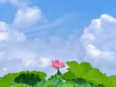 -嘉北郊野公园