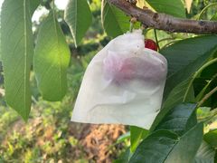 -菜园坝水果市场
