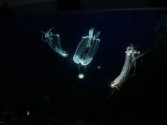 -合肥海洋世界