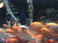 -迪拜水族馆及水下动物园