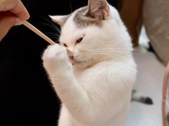 -猫咪派对(江南西店)