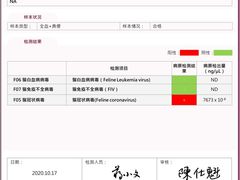 -喵百万·布偶·蓝金金渐层英短·猫舍(百子湾店)