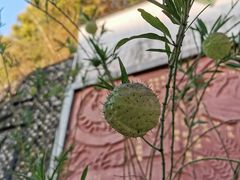 -广州神农草堂中医药博物馆
