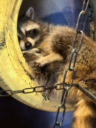 -酷嗒动物文化乐园(cutezoo西溪乐天城店)