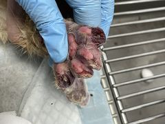 -瑞派中心宠物医院·CT·核磁·神经专科