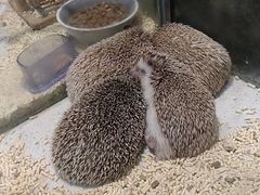 -momokira米努特·德文卷毛猫·棉花面纱犬