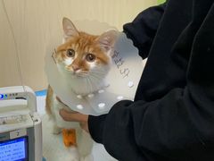 -美联众合动物医院·24h转诊中心