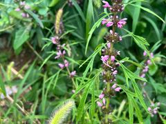 -北京西山国家森林公园