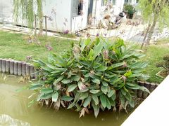 -龙大花卉苗木市场