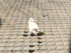 -太阳部落