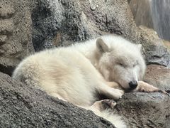 -西安曲江海洋极地公园