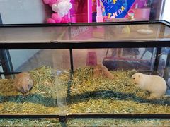 -百好乐宠物友好餐厅(朝外大街店)