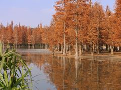 -白鹭湾湿地公园