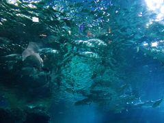 -暹罗海洋世界