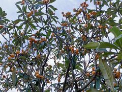 -塘栖枇杷特色园区