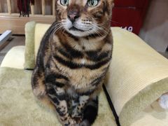 -MOCHA明星猫咖(田子坊店)