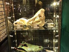 -Behring World of Animals(上海自然博物馆店)