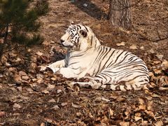 -石家庄市动物园