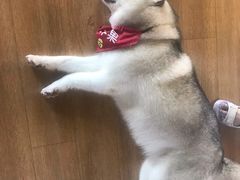 -Husky Go! 哈士奇体验馆·宠物咖啡厅狗咖