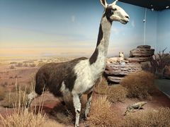 -陕西自然博物馆