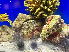-上海海洋水族馆