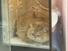 -车接车送·寄养洗护·德文猫舍(大宁店)
