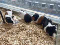 -怪兽屋·羊驼·猫咖·狗咖(俊华广场店)